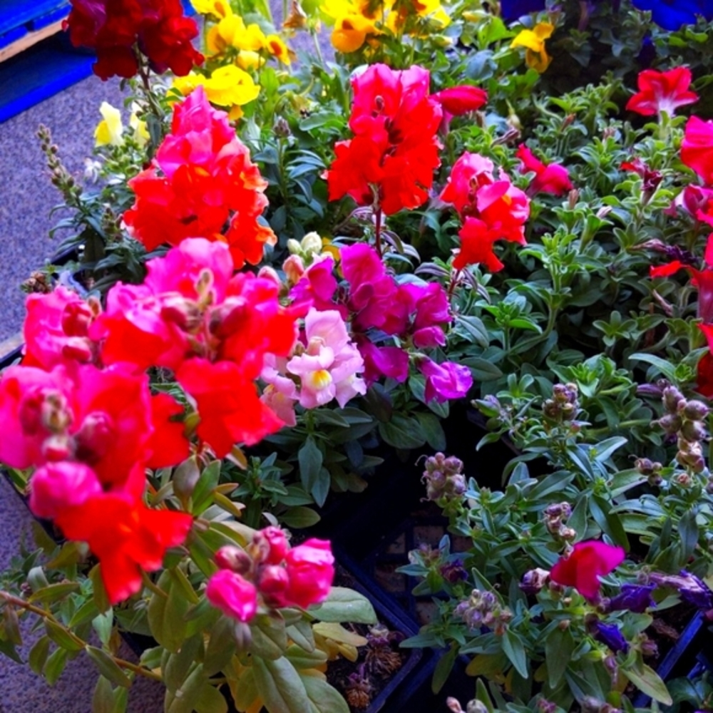 Meet your Posher Ann--5 Star ✨🌟 Seller, 1 Day Shipper 💌📦, Posh Ambassador II